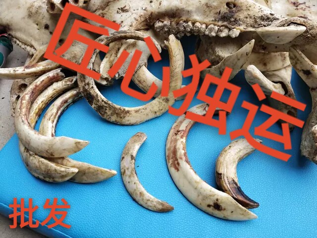 匠心独运(牙骨)
