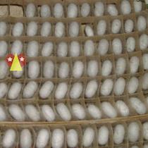 New silkworm cocoons Cocoon Silkworm Cocoons Cocoons cocoons Cocoon Mesh of cocoons Cocoon Mesh of Silkworm Cocoons Special Panes Tuft Silk Knot Cocoon Box box