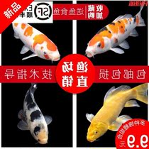 Net red cold water freshwater ornamental fish Koi fish live fish goldfish Small freshwater good breeding red carp purebred small koi
