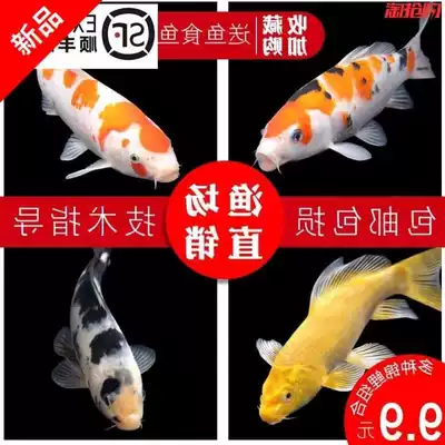Net Red cold water freshwater ornamental fish koi carp live fish goldfish small freshwater good red carp purebred small koi