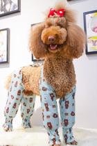 New dog anti-DIRTY leg pants Pet anti-URINE leg cat leggings BAO WEN Dog foot cover socks TEDDY socks stripes