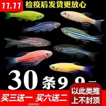Net red spotted horse fish Live tropical ornamental fish Small freshwater good small fish Grass tank goldfish seedlings Traffic light family Ying