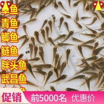 Fish fry Freshwater aquaculture Edible live flower lice big head fish Bighead carp seedling fat head fish Grass carp Herring Crucian carp Carp