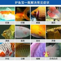 New Residence with its Chippoon fish Kangbao soup fish callus 15 This number Xisvibacteria Water clear liquid goldfish White Corinus Point A