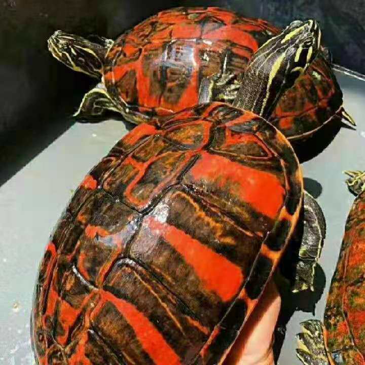 🐢龟类控必看!揭秘越南石金钱龟苗、小青龟、巴西龟、火焰龟的神奇世界!🌊-龟/鳖-淘宝好物网