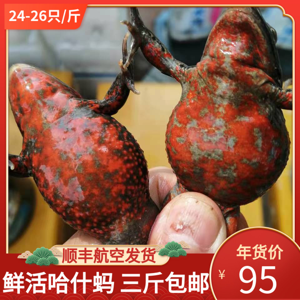 Live forest frog northeast Haez toad live red belly and toad Haash Wholeseed Whole Seed Living Stone Clams 500 gr
