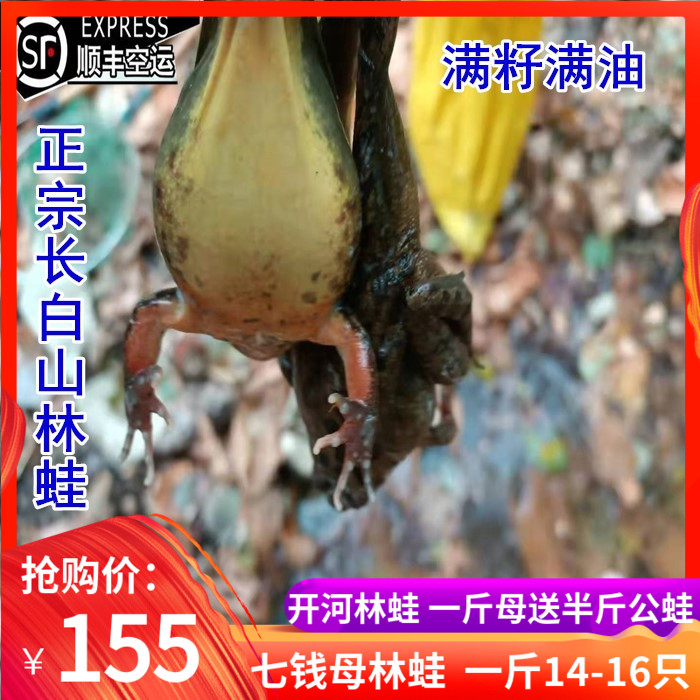 Northeast forest frog live long white mountain forest frog snow clams live clams 14-16 only full of seeds full of oil and mother leopard