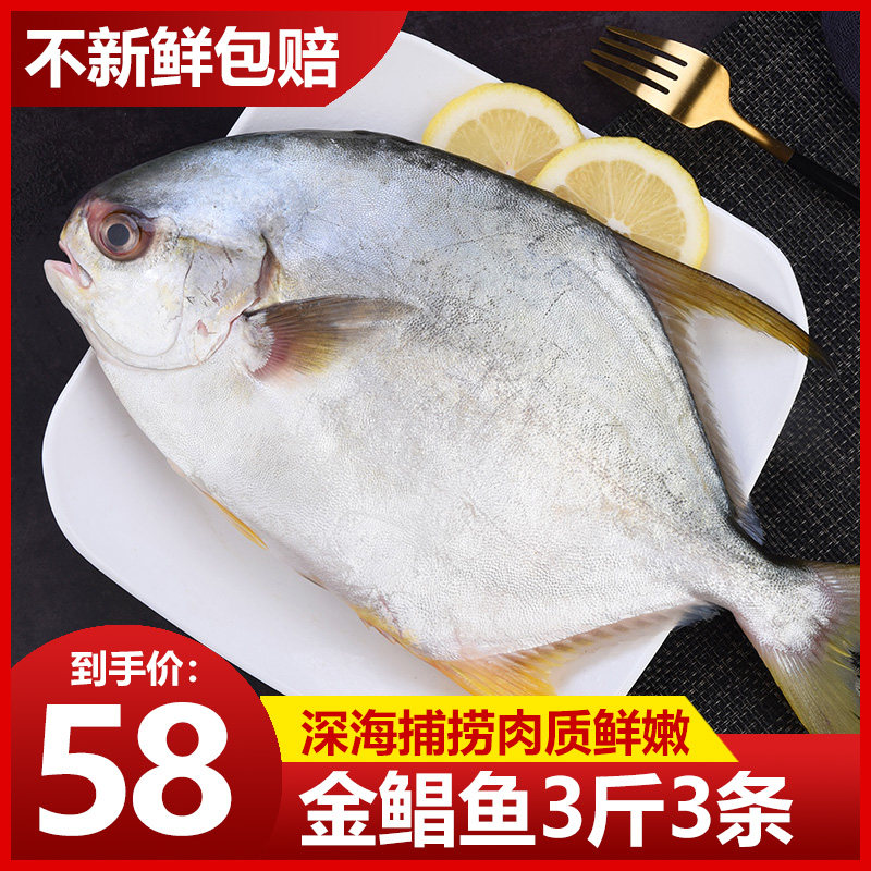 Fresh Sea Catch Golden Pomfret Fish Flatfish Seafood Fresh Frozen Aquatic Deep Marine Fish 3 Catfish