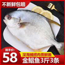 Fresh sea catching golden Pomfret wild flat fish seafood fresh frozen aquatic products deep sea fish 3kg Jinchang fish