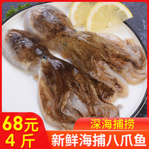 Octopus fresh fresh fresh frozen frozen seafood water Mini Octopus headshot fresh spicy short Leg 4kg