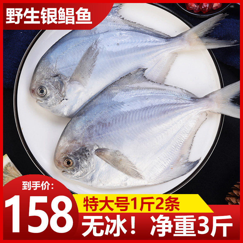 Sea fishing wild silver pomfret fish 1 catty 2 fresh seafood frozen white pomfret fresh aquatic flat fish Chang fish