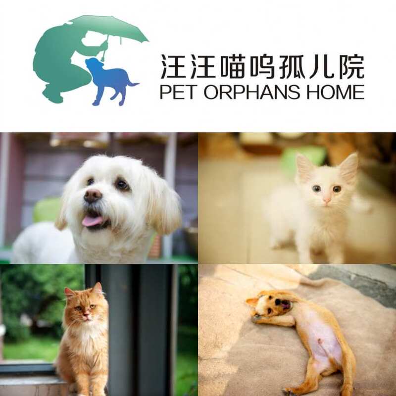 Wangmiao New Adoption Center Is Being Rebuilt! Please Join Us in Building a Better Adoption Center Together