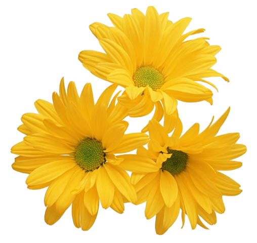 213款卡通菊花手绘野菊花非洲菊波斯菊花卉海报背景png免扣素材