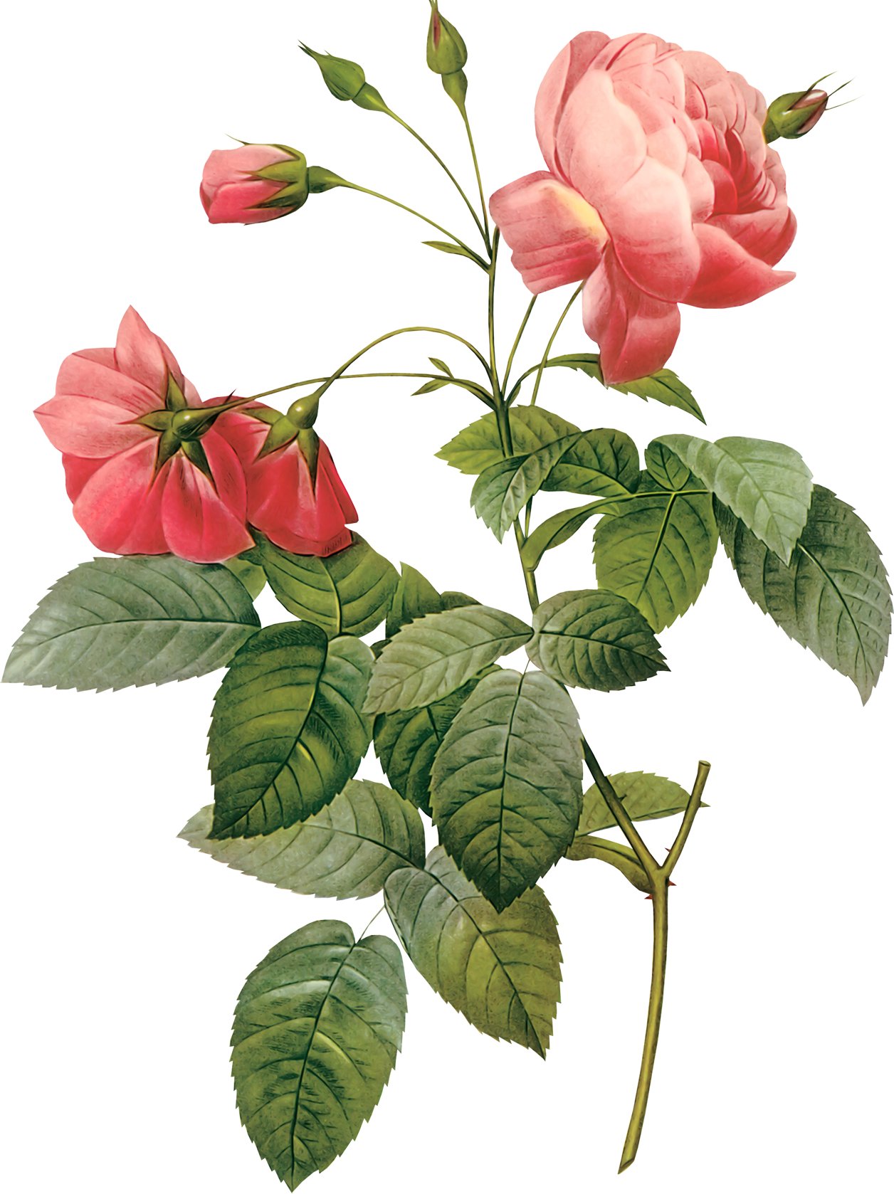 270款浪漫唯美复古手绘花花卉水彩水墨花海报设计png免扣素材