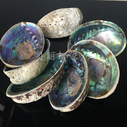 Ka Abalone Shell Natural Conch Creative Home Craft Jewelry Ornament LarVa