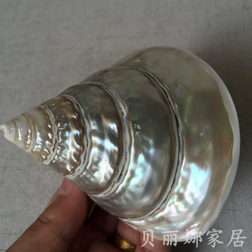 贝丽娜 Прямые продажи с фабрики, натуральные подковообразные ракушки, креативные украшения для домашнего офиса, аквариума, ландшафтные украшения, ремесленные украшения