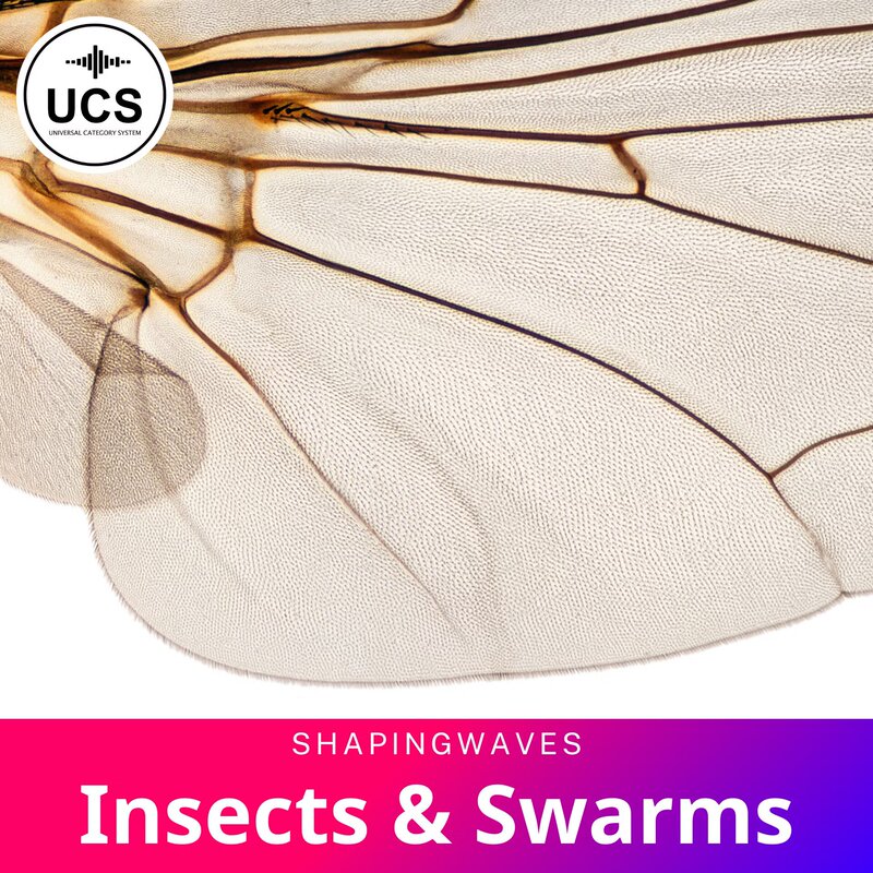 Wings Vibrating, Insects Flying, Buzzing Sound Effects Shapingwaves Insects & Swarms