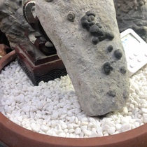 Zhaoqing natural raw stone practical household slate stone small exquisite tea tray hand-carved and delivered to downstairs