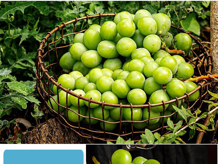 Японский зеленый виноград_13.jpg