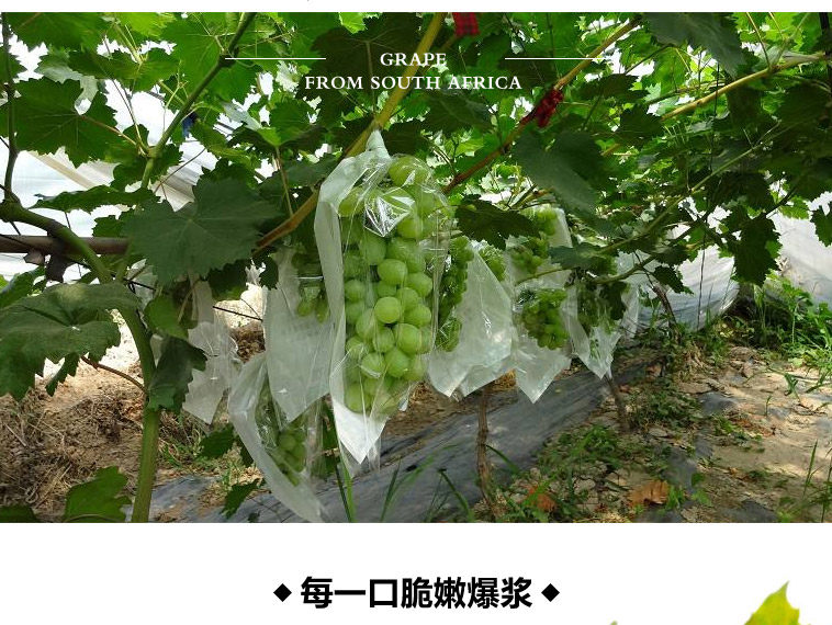 Японский зеленый виноград_04.jpg