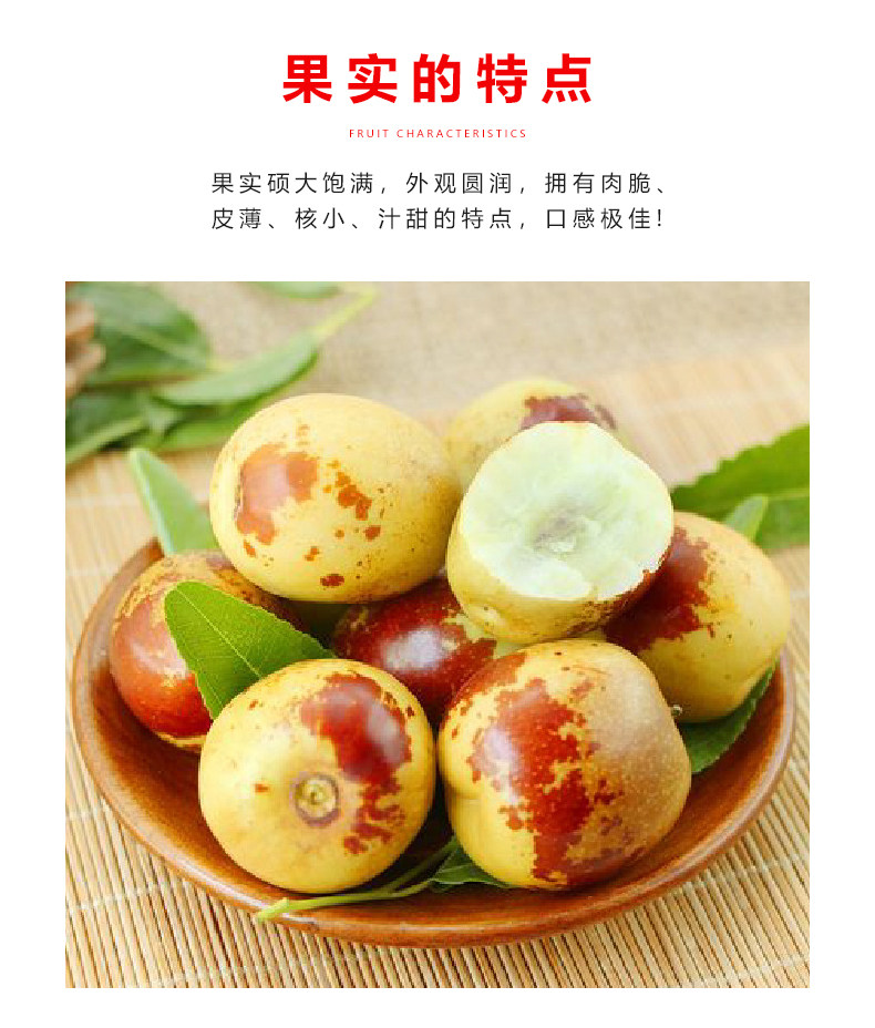 Зимний jujube_03.jpg