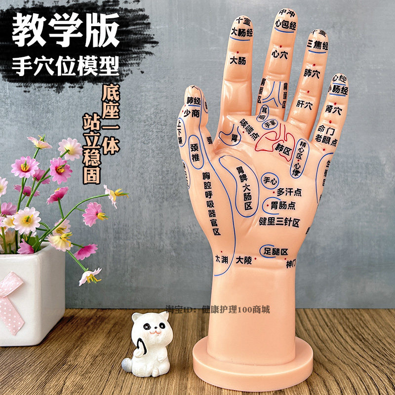 高清大字体手部穴位模型反射区手部穴位模具 教学版按摩手穴模型