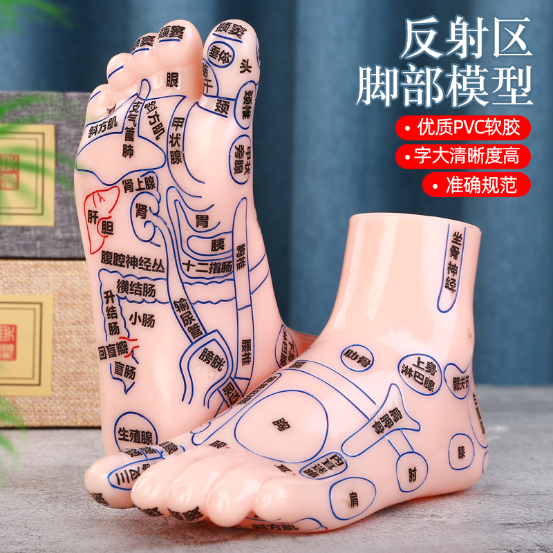 Foot Reflex Zone Model Large Character Reflexology Acupoint Picture Plantar Massage Model Foot Therapy Acupoint Model 15cm