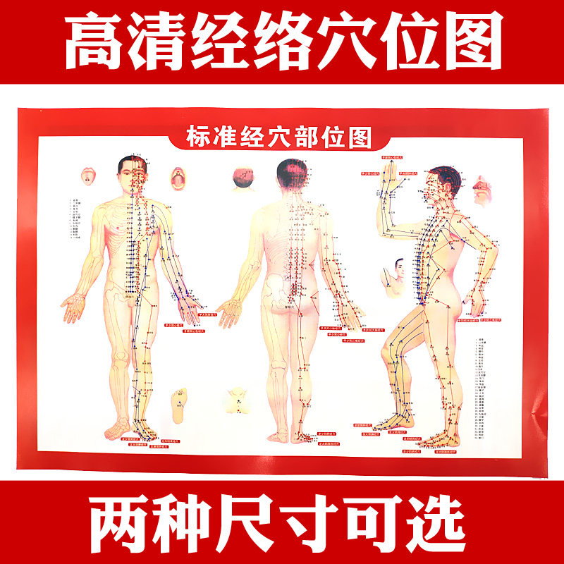 标准人体经络穴位图 中医针灸挂图 拔罐教学挂图 艾灸馆用穴道图