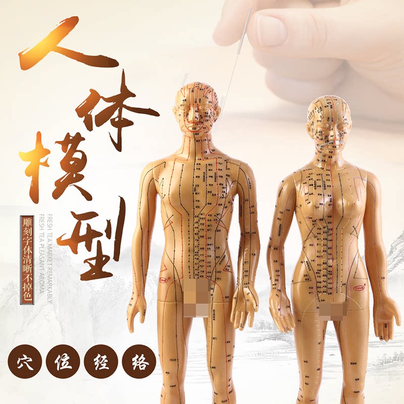 中医针灸人体穴位模型 全身高清刻字教学硬模型 白色60cm男款