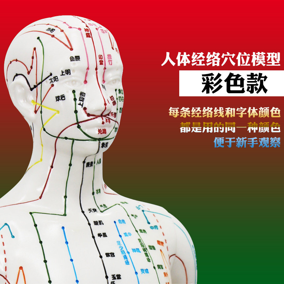人体模型男女经络穴位标注彩色经络练习教学升级版全身带穴位模型