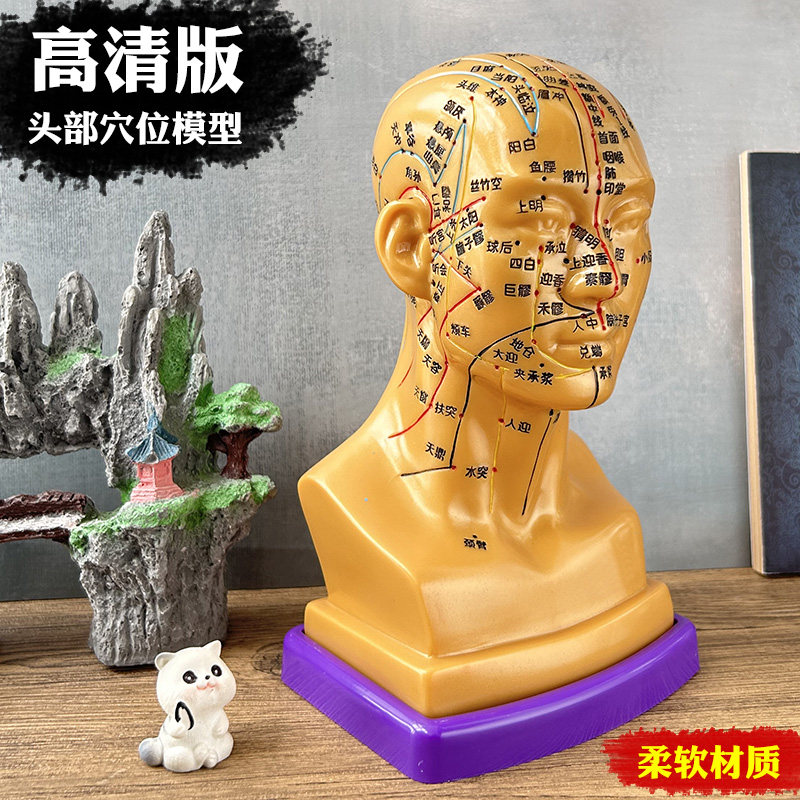 高清版头部穴位模型针灸面部穴位模型可扎针头部腧穴中医教学模具