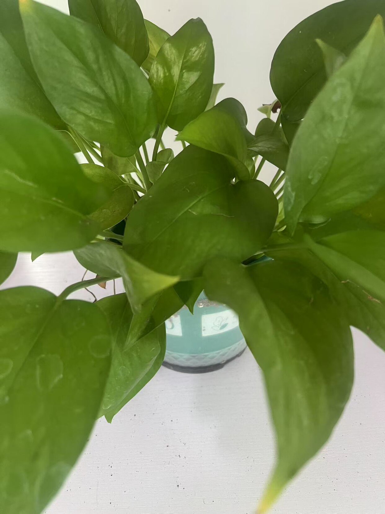 正品杀虫防治鹏友嘉