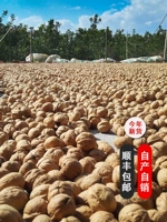 2023 Новый продукт Синьцзян Аксу Бумажная кожа ореховое ореховое ореховое ореховое ореховое ореховое ореховое ореховое дерево