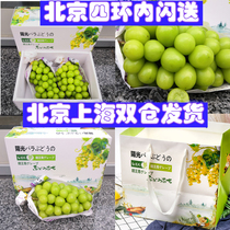 Japanese variety Qingwang fresh grapes Sunshine rose grapes 3 pounds 2 skewers gift box Qingwang Xiangyin spot