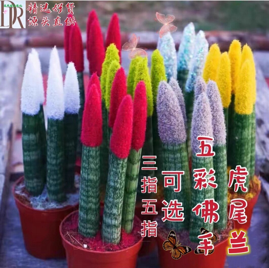 淡然园艺