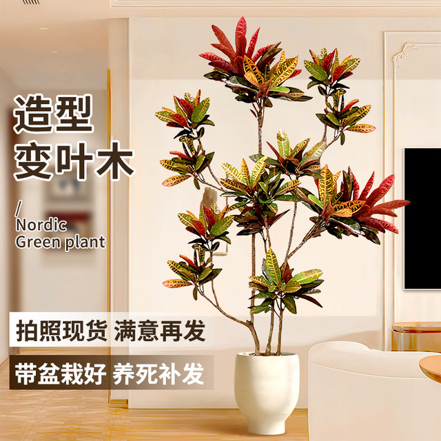 One plant transformed into leaves and large indoor potted plant