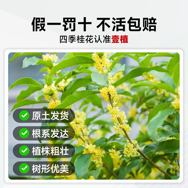 ເບ້ຍ Osmanthus ປູກຕົ້ນໄມ້ໃນລົ່ມ osmanthus golden osmanthus ແລະ osmanthus courtyard ຕົ້ນໄມ້ໃຫຍ່ທີ່ມີກິ່ນຫອມທີ່ເຂັ້ມແຂງ, ຕົ້ນໄມ້ສີຂຽວອອກດອກສີ່ລະດູການ osmanthus