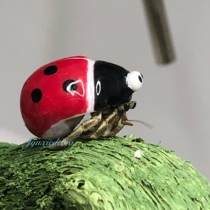 Resident Crab replacement shell small bean clip hand-made red small ladybug sea spiral shell DIY decoration