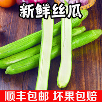 Shandong Shouguang loofah fresh Shenggua farmers self-growing vegetables wholesale pregnant women vegetables 5 pounds