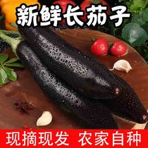 Fresh long eggplant Purple eggplant farmers own long-line big eggplant black tender pick vegetables 5 pounds