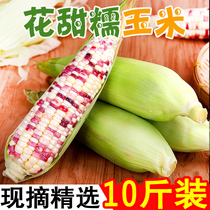 Fresh flowers sweet waxy corn 10 pounds of seasonal fruit sticky corn cob Ready-to-eat sweet sticky bud rice grains vegetables