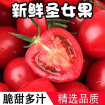 Shandong Virgin fruit fresh small tomato fruit seasonal tomatoes seasonal vegetables 5 pounds