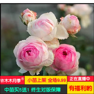 Xumumu roses bloom in many seasons