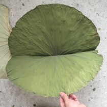 Beggars chicken lotus leaf authentic lotus leaf whole lotus leaf special lotus leaf for beggars chicken whole lotus leaf beggars lotus
