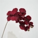 10 Осенний Цвет Большие цветы Phalaenopsis black Red
