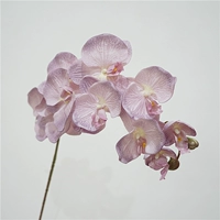 10 осень большие цветы Phalaenopsis-Pink Purple