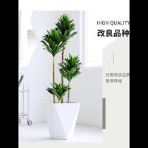 Sun God Plant Large Potted Indoor Office Nordic Mesh Red Plant Purified Air Four Seasons Evergreen Green Plant