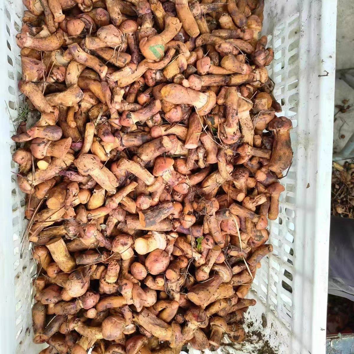 Northeastern Quick-Frozen Pine Mushroom, Fresh Frozen Meat Mushroom, Frozen Red Mushroom, Hotel Direct Supply, Premium Diced Wild Mushrooms