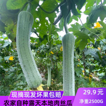 Fresh loofah 5 pounds of farm open-air tender melon Chongqing tender melon green skin edible melon vegetables