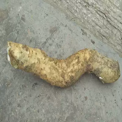 Chongqing wild yam fresh deep mountain is now dug authentic alpine Huaihuai Yam glutinous powder Yam 1 jin 1 part